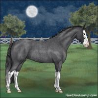 Horse Color:Blue Roan Splash Varnish 