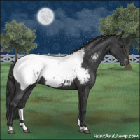 Horse Color:Blue Roan Appaloosa 
