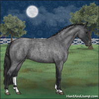 Horse Color:Blue Roan Appaloosa 