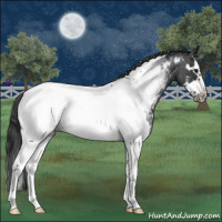 Horse Color:Blue Roan Splash Frame Appaloosa 