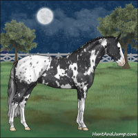 Horse Color:White Spotted Blue Roan Splash Appaloosa