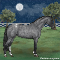 Horse Color:Blue Roan Varnish 