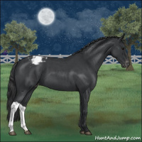 Horse Color:Blue Roan Varnish 
