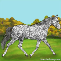 Horse Color:White Spotted Black Splash Appaloosa 