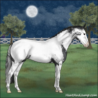 Horse Color:Blue Roan Splash Near Fewspot 
