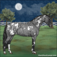 Horse Color:White Spotted Blue Roan Appaloosa 