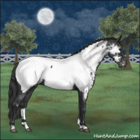 Horse Color:Blue Roan Appaloosa 