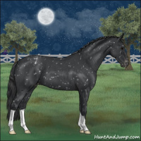 Horse Color:Blue Roan Snowflake Varnish 