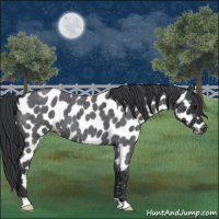 Horse Color:Blue Roan Appaloosa 