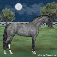Horse Color:Blue Roan Varnish 