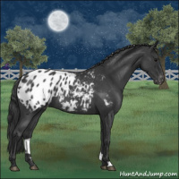Horse Color:Blue Roan Appaloosa 