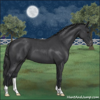 Horse Color:Blue Roan Varnish 