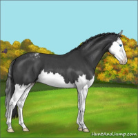 Horse Color:Blue Roan Splash Varnish 