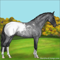 Horse Color:Blue Roan Snowcap Rabicano 