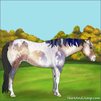 Horse Color:White Spotted Brown Ice Onyx Tobiano Appaloosa 