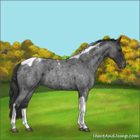 Horse Color:Blue Roan Tobiano Snowflake Varnish 