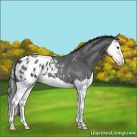 Horse Color:Blue Roan Splash Appaloosa 