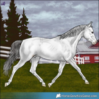 Horse Color:White Spotted Blue Roan Blanket 