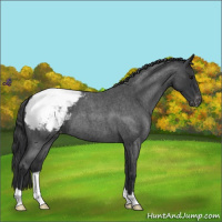 Horse Color:Blue Roan Snowcap 