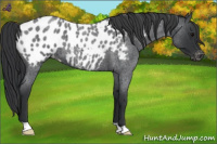 Horse Color:Blue Roan Appaloosa 