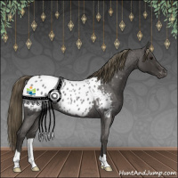Horse Color:Smoky Blue Roan Appaloosa Rabicano 