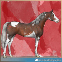Horse Color:Silver Brown Sabino Splash Tobiano 