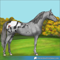 Horse Color:Black Tobiano Appaloosa 