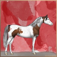 Horse Color:Buckskin Splash Tobiano 