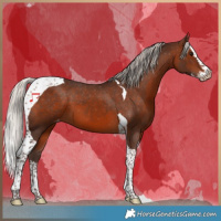 Horse Color:Silver Brown Splash Tobiano Appaloosa 
