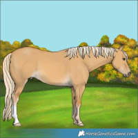 Horse Color:Palomino Dun 