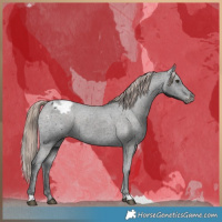 Horse Color:Liver Chestnut Appaloosa Rabicano 