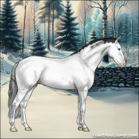 Horse Color:Blue Roan Splash Appaloosa 
