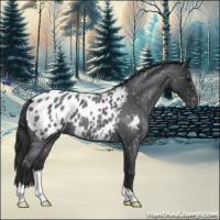 Horse Color:Blue Roan Appaloosa 