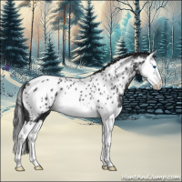 Horse Color:Blue Roan Splash Appaloosa 