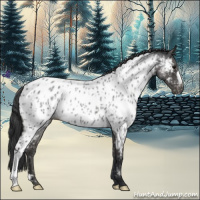 Horse Color:Blue Roan Appaloosa 