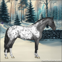 Horse Color:Blue Roan Appaloosa 