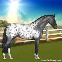 Horse Color:Blue Roan Appaloosa 