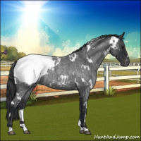 Horse Color:White Spotted Blue Roan Appaloosa 