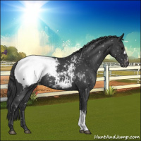 Horse Color:Blue Roan Snowcap 