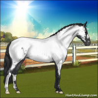 Horse Color:Blue Roan Appaloosa 