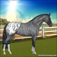 Horse Color:Blue Roan Appaloosa 