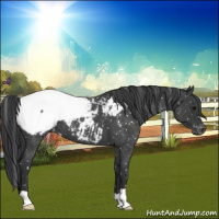 Horse Color:Blue Roan Snowcap 