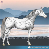Horse Color:Blue Roan Appaloosa 