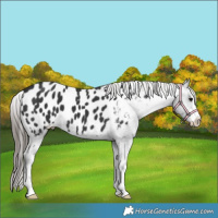 Horse Color:Black Appaloosa 