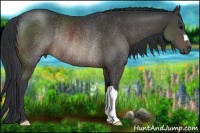 Horse Color:Brown Rabicano