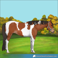 Horse Color:Bay Tobiano 