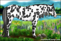 Horse Color:Liver Chestnut Leopard