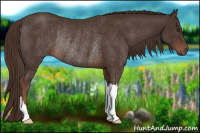 Horse Color:Liver Chestnut Rabicano 