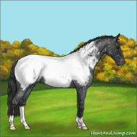 Horse Color:Blue Roan Snowcap 