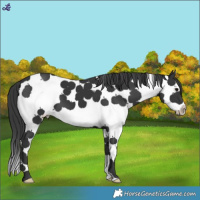 Horse Color:White Spotted Black Splash 